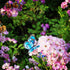 Butterfly Stakes 50pcs Decorative Garden Waterproof Small Butterfly Decor Garden for Plants Flower Beds Plant Pots...
