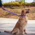Hyhug Pets Reflective Dog Collar with Beautiful Jacquard Weave Solid Color Nylon for Pup Dogs Daily Walking and Training. (Small, Ultra Violet)...