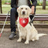 Do Not Pet Dog Bandana for Dogs Puppy Bandana Funny Dog Bandana Photo Prop Pet Scarf Accessories for Pet Dog Lovers Gifts...