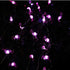 Solar Outdoor Flamingo String Lights, 15.8 FT 30 LED Solar Flamingo Fairy Lights 3 Modes Copper Wire Lights Waterproof for Garden Patio Gate Yard ...