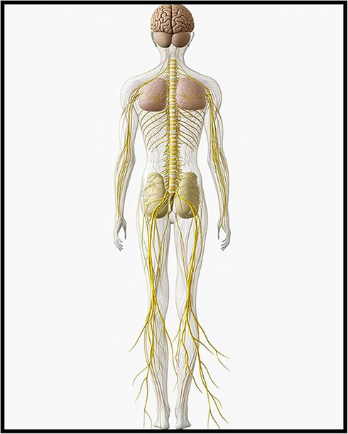 Posterizer 1 pcs-artistic illustration of the human nervous system 1-Teachers & Classrooms-Abstract & Modern Art-School and classroom art- unframe...