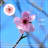 Dried Pressed Flowers for Resin, 60PCS Pink Real Pressed Dried Little Plum Blossom Flower with Forceps for Scrapbooking DIY Candle Decor Jewelry S...