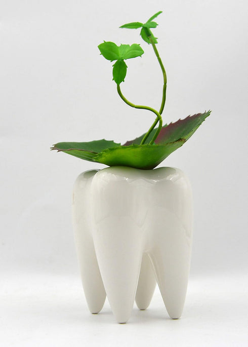 Ceramic Tooth Shaped Pen Pencil Toothbrush Holder Pot Succulent Plant Pot Home Office School Dentists Gift Ideal Gifts for Women, Mom or Birthdays...
