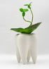 Ceramic Tooth Shaped Pen Pencil Toothbrush Holder Pot Succulent Plant Pot Home Office School Dentists Gift Ideal Gifts for Women, Mom or Birthdays...