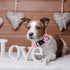 ARING PET Valentine's Day Dog Collar-Cute Cotton Heart Dog Collars, Adjustable Valentine Pink Heart Pet Collars Girl Puppy Collar with Quick Relea...