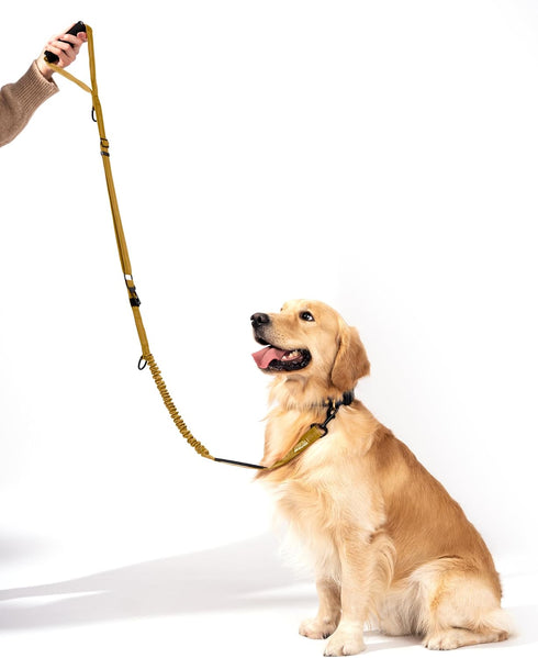 Shock Absorbing Bungee Dog Leash 4-7 ft. for Golden Retreivers with Seatbelt Buckle and Comfortable Padded Handle, Highly Reflective Extendable He...