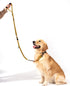 Shock Absorbing Bungee Dog Leash 4-7 ft. for Golden Retreivers with Seatbelt Buckle and Comfortable Padded Handle, Highly Reflective Extendable He...