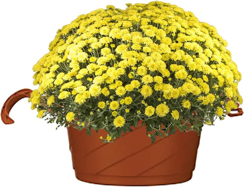 The HC Companies 12 Inch Euro Hanging Planter - Plastic Garden Hanging Baskets for Outdoor Plants, Clay...