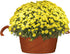 The HC Companies 12 Inch Euro Hanging Planter - Plastic Garden Hanging Baskets for Outdoor Plants, Clay...