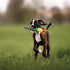 Nocciola 2 in 1 Duck Dog Toy with a Large Rubber Squeaker - Durable Stuffed Squeaky Chew Toys for Aggressive Chewers...