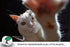 Scratch Deterrent Cat Training Tape, 3 inch x 30 Yards, Stop Your pet from Scratching Furniture, Chairs, Sofas, Textiles, Bed Posts etc....