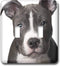 3dRose lsp_4240_2 " American Pit Bull Terrier Puppy Double Toggle Switch...