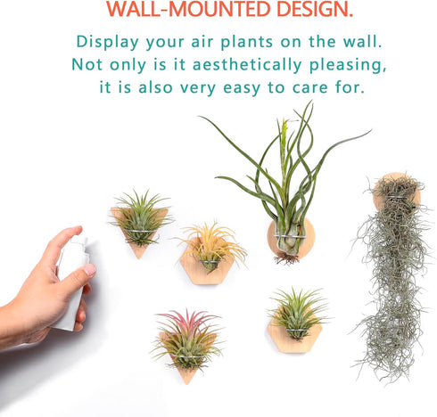 MITIME Air Plants Holders-Real Wood Live Air Plant Holders.Rustic Air Plant Stand,Wall-mounted to save space.(Plants not included)(Mix Set of 6)...