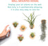 MITIME Air Plants Holders-Real Wood Live Air Plant Holders.Rustic Air Plant Stand,Wall-mounted to save space.(Plants not included)(Mix Set of 6)...