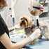 Pet Steel Combs Dog Cat Comb Tool, Dandruff Comb, Multifunction Stainless-Steel Fine-Tooth Grooming Comb Cat Dog Pet Grooming Scalp Effectively Ge...