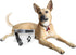 rezip Clip N' Go Pet Bowl 2-Pack | Collapsible Portable Dog Food Storage Bag and Feeding/Water Bowl | BPA-Free, Food Grade, Leakproof | Reusable, ...