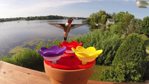 Hummingbird Ring Feeder (Orange) - Hand Feed Hummingbirds Right in Your Backyard. Get up Close and Personal with Nature. Proudly Made in The U.S.A...