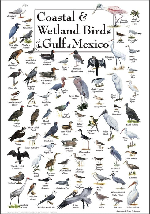 Earth Sky + Water - Coastal & Wetland Birds of the Gulf of Mexico - Posters...
