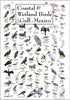 Earth Sky + Water - Coastal & Wetland Birds of the Gulf of Mexico - Posters...