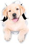 Winston & Bear 3D Dog Stickers - 2 Pack - Cute White Labrador Retriever Stickers for Wall, Fridge, Toilet and More - The Best Lab Gifts - Retail P...