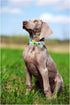 ARING PET Bowtie Dog Collar Adjustable Collars with Bow Tie for Dogs Small Medium Large...