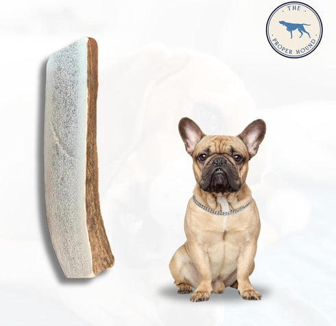 Split Elk Antler Dog Chew - Premium Elk Antlers - Medium - Best for Dogs Under 40 pounds...
