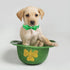 2023 NEW St.Patrick's Day Dog Collar with Bow Tie-Babole Pet, Cute Clover male Dog Collar with Safety Metal Buckle Adjustable Puppy Collars for Sm...