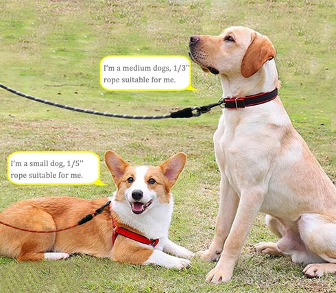 1/5", 1/3" Rope Dog Leash 6 Foot, Lightweight Sturdy Dog Walking Leash with Rotating Metal Clip, Multi-Color Pet Leash for Small Medium Dogs, Cats...