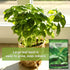 Sow Right Seeds - Genovese Sweet Basil Seed for Planting - Non-GMO Heirloom Packet with Instructions to Plant and Grow a Kitchen Herb Garden - Ind...