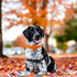 Elegant little tail Fall Dog Collar, Halloween Plaid Dog Collar with Flower Girl Boy Pet Collar Dog Flowers Holiday Dog Collar Flower Soft Durable...
