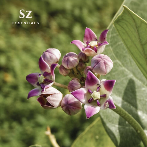 Ashwagandha Essential Oil, 100% Pure and Natural - Undiluted, Steam Distilled from Withania Somnifera - Woody & Earthy Scent with Nutty Overtones ...
