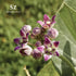 Ashwagandha Essential Oil, 100% Pure and Natural - Undiluted, Steam Distilled from Withania Somnifera - Woody & Earthy Scent with Nutty Overtones ...