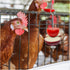 Andiker 2PCS Chicken Vegetable Skewer Fruit Holder, Stainless Steel Chicken Birds Hanging Feeder Toy for Hens Roosters Chicks Parrot...