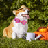 Halloween Boy Dog Collar Bow Tie, Thick Purple Pumpkin Male Dog Collar with Safety Metal Buckle Adjustable Wide Big Collars for Small Medium Large...