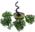 KOET Artificial Bonsai Pine Tree, 11Inch Faux Potted Plant Desk Display Fake Tree Pot Ornaments, Japanese Cedar Bonsai Plant for Home, Office Deco...