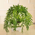 CATTREE Artificial Weeping Willow, Plastic Plants Greenery Leaves Fake Hanging Vine Faux Ivy Garland UV Resistant for Indoor Outdoor Garden Basket...