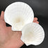 PEPPERLONELY 8 PC Large Great Scallop Sea Shells, Irish Deeps or Irish Baking Shells, 3 Inch ~ 4 Inch...