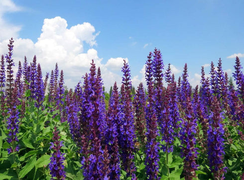Seeds Sage (Salvia Officinalis) Non GMO Heirloom...