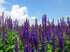 Seeds Sage (Salvia Officinalis) Non GMO Heirloom...