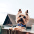 Segarty Bow Ties for Dogs, 40pcs Adjustable Bowtie Collars for Small Medium Pet, Comfortable Cats Neck Bow Tie Large Puppy Cute Neckties Grooming ...