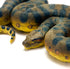 Safari Ltd. Green Anaconda Figurine - Detailed 6" Plastic Model Figure - Fun Educational Play Toy for Boys, Girls & Kids Ages 3+...