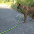 7Ft Slip Lead Dog Leash for Small Dogs, No Pull Small Puppy Pet Training Leash, Lightweight Nylon Rope Leash Green...