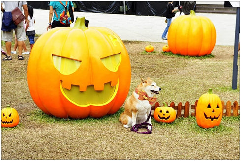 Unique style paws Halloween Dog Collar, Pumpkin Pet Collar Dog Bowtie Gift for Girl or Boy Dogs, Adjustable Dog Collar for Medium Dogs...