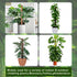 Moss Pole -2 Pack 17 Inch Monstera Plant Support for Climbing Plants Accessories Indoor -Stackable Moss Poles Plant Support Stakes -Coir Plant Pol...