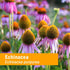 Herb Pharm Organic Echinacea Root Extract, Alcohol-Free: Immune System Support for All Seasons, Fast-Acting Echinacea Plant Supplement, Non-GMO, V...