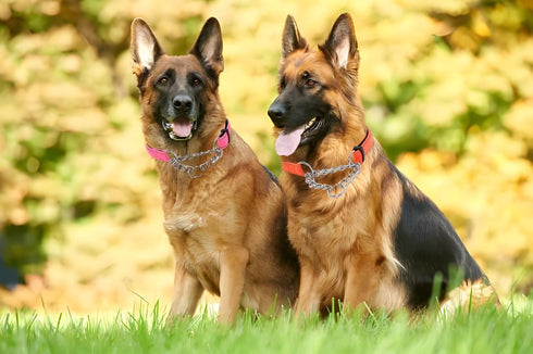 Pink Martingale Collar for Dogs, Reflective Nylon Dog Collar Adjustable Stainless Steel Chain Collar Female No Pull Pet Training Collar for Small ...