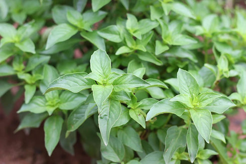 Lemon Basil Seeds For Planting - Lemon Scent Basil, Thai Lemon Basil, Lao Basil, Hoary Basil, Ocimum Basilicum - Approx 1 Gram - by RDR Seeds...