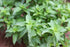 Lemon Basil Seeds For Planting - Lemon Scent Basil, Thai Lemon Basil, Lao Basil, Hoary Basil, Ocimum Basilicum - Approx 1 Gram - by RDR Seeds...