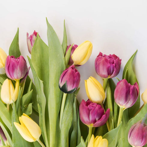 EXCEART DIY Flower Calyxes Supplies 50pcs Artificial Flower Calyxes Plastic DIY Dried Flower Receptacle Calyxes Flower Arrangement Supplies for DI...