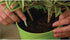 Miracle-Gro Indoor Plant Food Spikes, Includes 48 Spikes - Continuous Feeding for all Flowering and Foliage Houseplants - NPK 6-12-6...